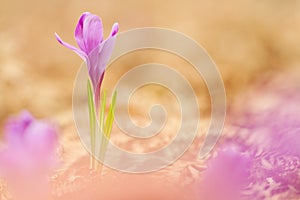 View of magic blooming spring flowers crocus growing from old dry fern in wildlife. Beautiful macro photo of wildgrowing crocus photo