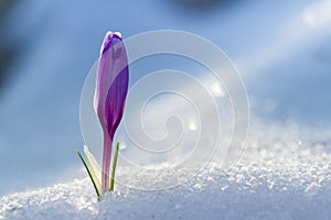 View of magic blooming spring flowers crocus growing from snow