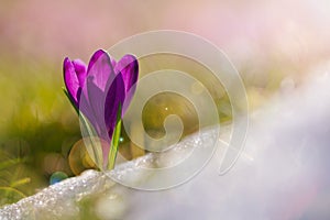 View of magic blooming spring flowers crocus growing from snow i