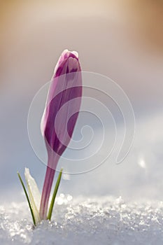 View of magic blooming spring flowers crocus growing from snow i