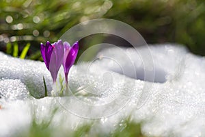 View of magic blooming spring flowers crocus growing from snow in wildlife. Amazing sunlight on spring flower crocus