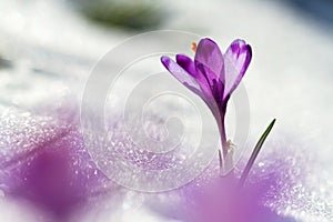 View of magic blooming spring flowers crocus growing from snow in wildlife. Amazing sunlight on spring flower crocus