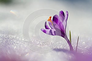 View of magic blooming spring flowers crocus growing from snow in wildlife. Amazing sunlight on spring flower crocus