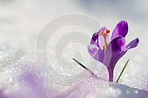 View of magic blooming spring flowers crocus growing from snow in wildlife. Amazing sunlight on spring flower crocus