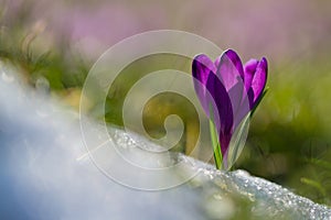 View of magic blooming spring flowers crocus growing from snow in wildlife. Amazing sunlight on spring flower crocus