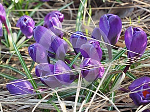 View of magic blooming spring flowers crocus growing in wildlife