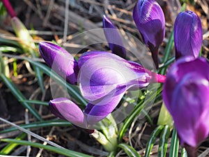 View of magic blooming spring flowers crocus growing in wildlife