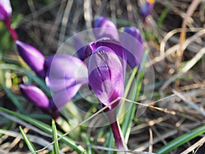 View of magic blooming spring flowers crocus growing in wildlife