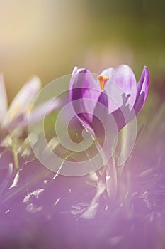 View of magic blooming spring flowers crocus growing in wildlife. Amazing sunlight on spring flower crocus