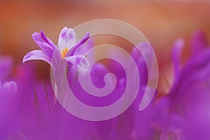 View of magic blooming spring flowers crocus growing in wildlife. Beautiful macro photo of wildgrowing crocus