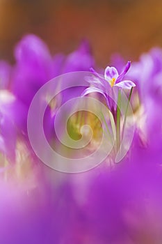 View of magic blooming spring flowers crocus growing in wildlife. Beautiful macro photo of wildgrowing crocus