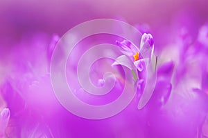 View of magic blooming spring flowers crocus growing in wildlife. Beautiful macro photo of wildgrowing crocus photo