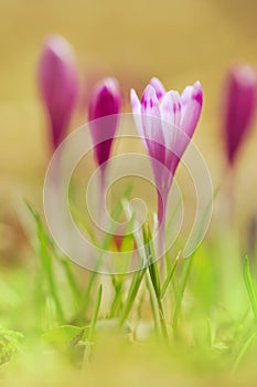 View of magic blooming spring flowers crocus growing in wildlife. Beautiful macro photo of wildgrowing crocus