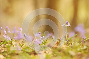 View of magic blooming spring flowers scilla growing in wildlife. Beautiful macro photo of wildgrowing flowers photo