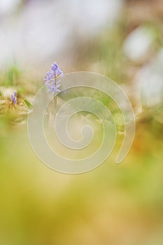 View of magic blooming spring flowers scilla growing in wildlife. Beautiful macro photo of wildgrowing flowers photo