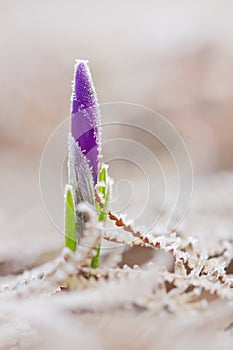 View of magic blooming spring snowdrop flower growing from fost