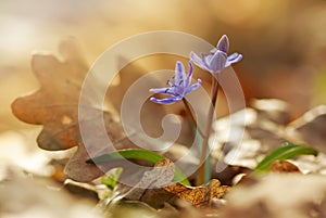 View of magic blooming spring snowdrop flower growing from old