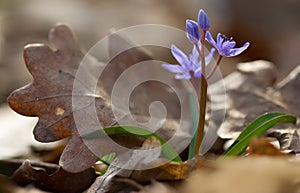 View of magic blooming spring snowdrop flower growing from old