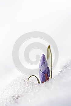 View of magic blooming spring snowdrop flower growing from snow