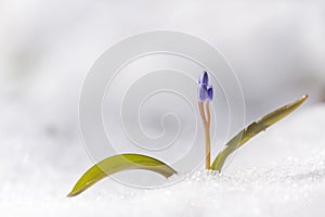 View of magic blooming spring snowdrop flower growing from snow