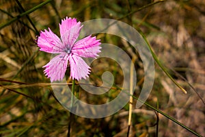 View of Maiden Pink flower in Ciucas Mountains, Romanian Carpathians