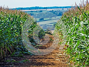 A view through a maize field in the hamlet of Neville Holt, Leicestershire