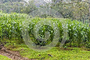 A view of maize growing in a field near to La Fortuna, Costa Rica