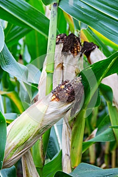 View of a maize plant with its corn cob, Zea mays