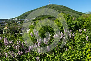 View Of The Majestic Mount Mashuk From Pyatigorsk