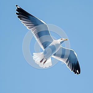 view Majestic seagull in flight against clear blue sky background