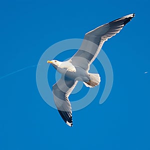 view Majestic seagull in flight against clear blue sky background