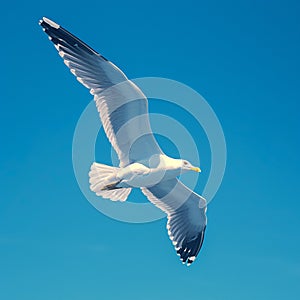 view Majestic seagull in flight against clear blue sky background