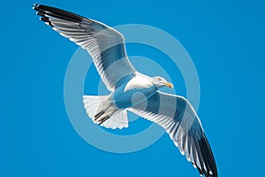 view Majestic seagull in flight against clear blue sky background