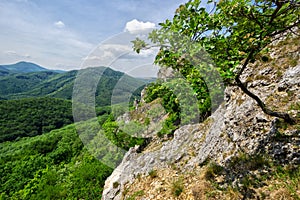 View from Mala Vapenna with tree