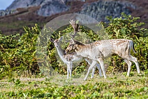 A view of a male dear and female deer in Bradgate Park, Leicestershire, UK