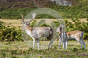 A view of a male deer and two female deers in Bradgate Park, Leicestershire, UK