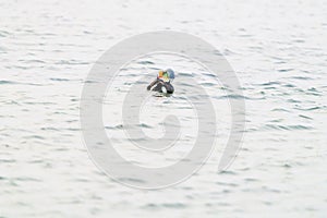 View of Male King Eider on the water in North Slope, Alaska. photo