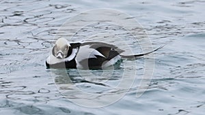 View of Male Long-Tailed Duck, Clangula hyemalis, on the water