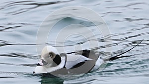 View of Male Long-Tailed Duck, Clangula hyemalis, in winter