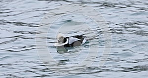 View of Male Long-Tailed Duck, Clangula hyemalis, in the winter 4K