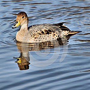 A view of a Mallard