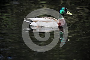 A view of a Mallard Duck