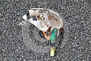 A view of a Mallard