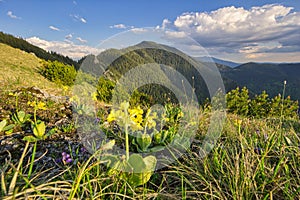 Pohled z Malého Salatínu na Nízké Tatry