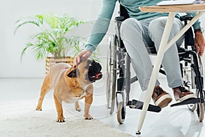 View of man in wheelchair stroking french bulldog