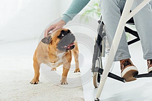 View of man in wheelchair stroking french bulldog in living room