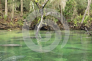 View of Manatee at Blue Springs State Park
