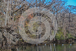 The view of Manatee Springs and Suwannee River. Manatee Springs State Park is in Chiefland, Florida