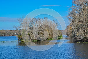 The view of Manatee Springs and Suwannee River. Manatee Springs State Park is in Chiefland, Florida