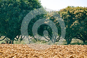 View of Mango tree plantation with ploughed land in foreground. Mango tree farm